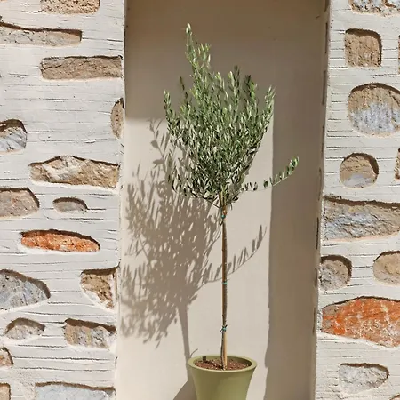 Oliva Ermoupoli